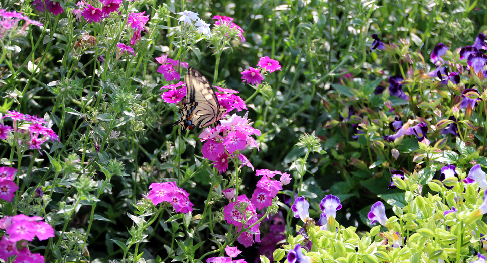 花人ガーデンのトレニアに遊びにきたアゲハ蝶