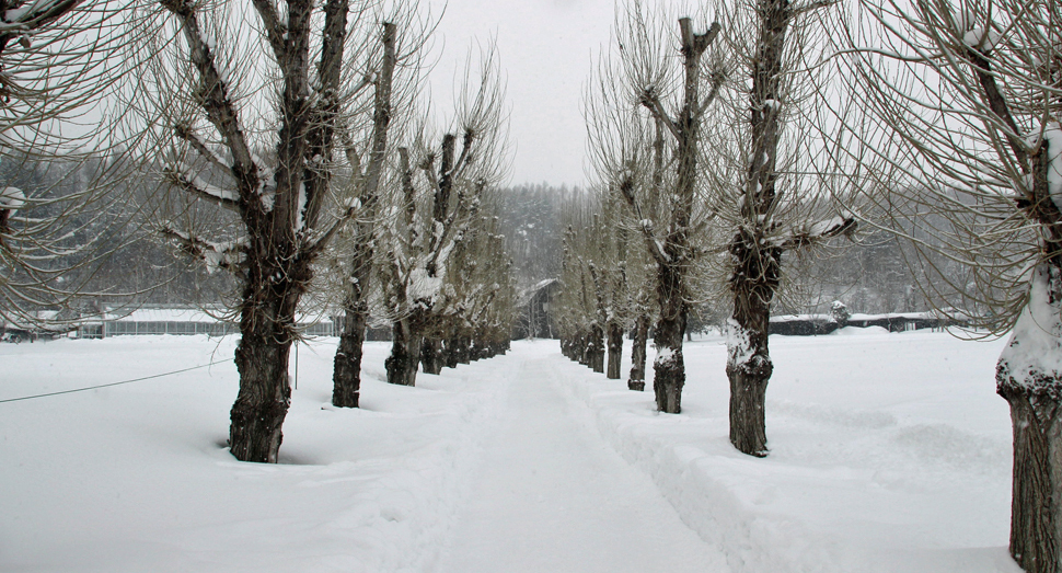 毎日除雪しているのでポプラ並木も快適に歩けます
