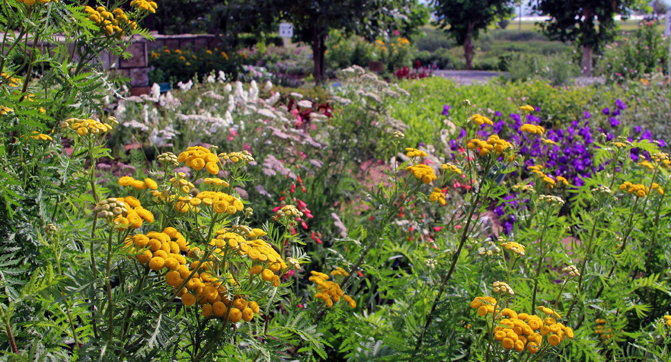 黄色のタンジーや紫のカンパニュラが咲く花人ガーデン