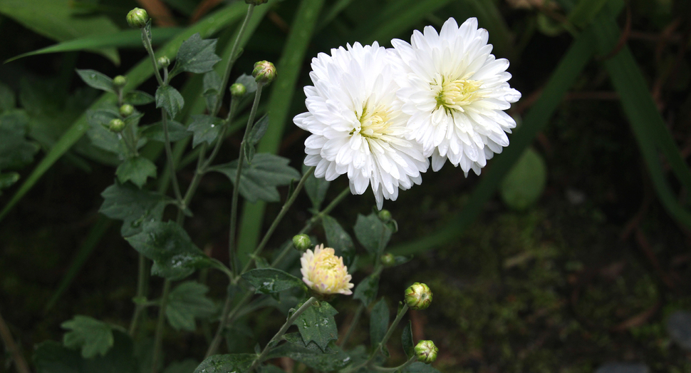 マザーズガーンでひっそりと咲く真っ白な小菊