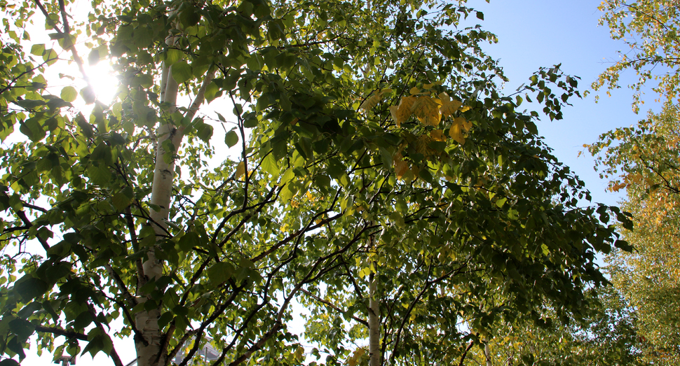 緑や黄色の葉からこぼれる木漏れ日の道