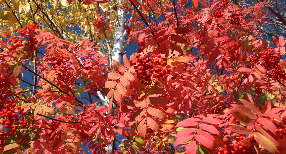 葉っぱまで真っ赤に染まったナナカマドと青空