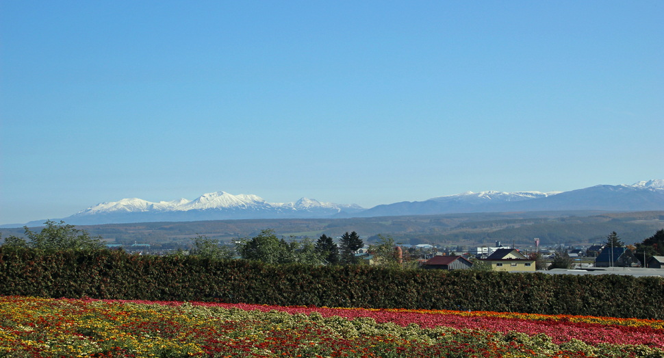 秋の彩りの畑から、大雪山系がはっきり見えます