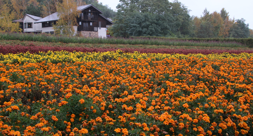 秋の彩りの畑のマリーゴールドと香水の舎