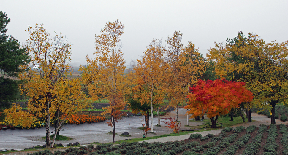 秋の彩りの畑前の木々