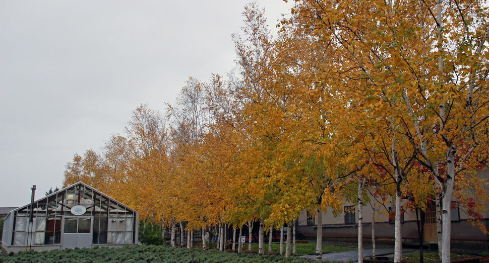 温室前のポプラ並木が黄色く色づいています
