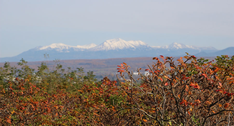 ハマナスの紅葉と冠雪の大雪山