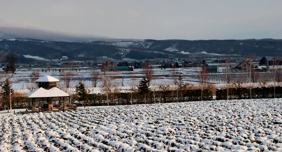 徐々に雪に覆われるラベンダー畑