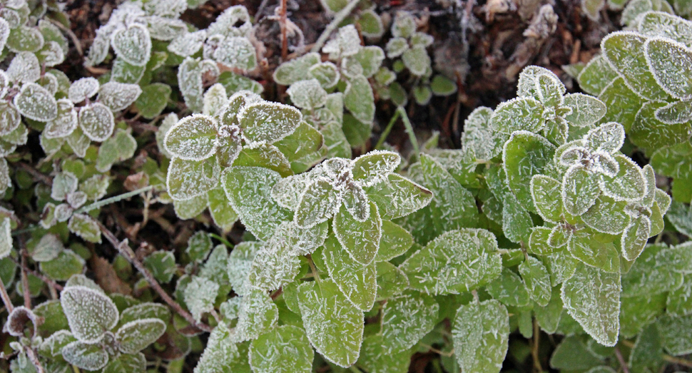 霜をまとった植物たち