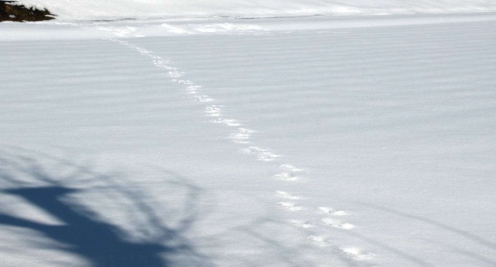 雪原に小さな動物の足跡がちらほら