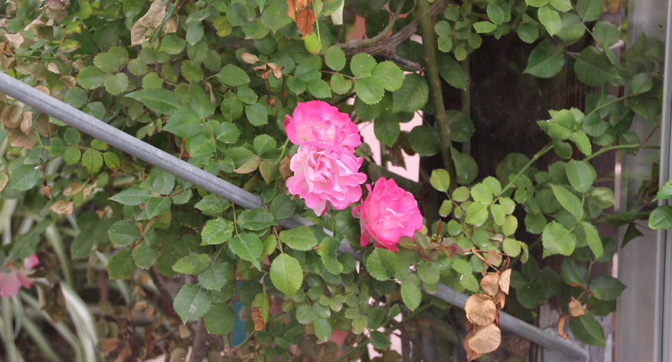 温室の隅でバラが咲いていました