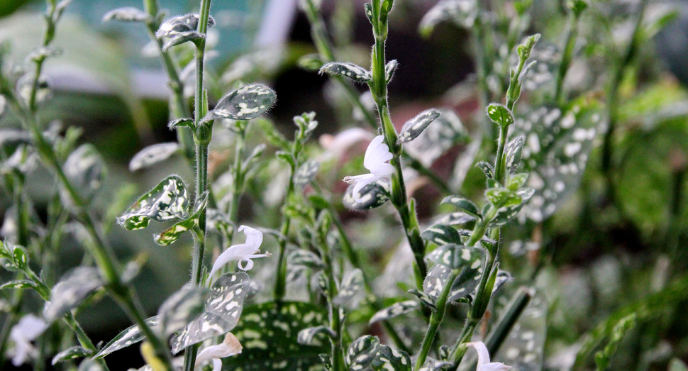 温室のアフェランドラが白い花をつけています