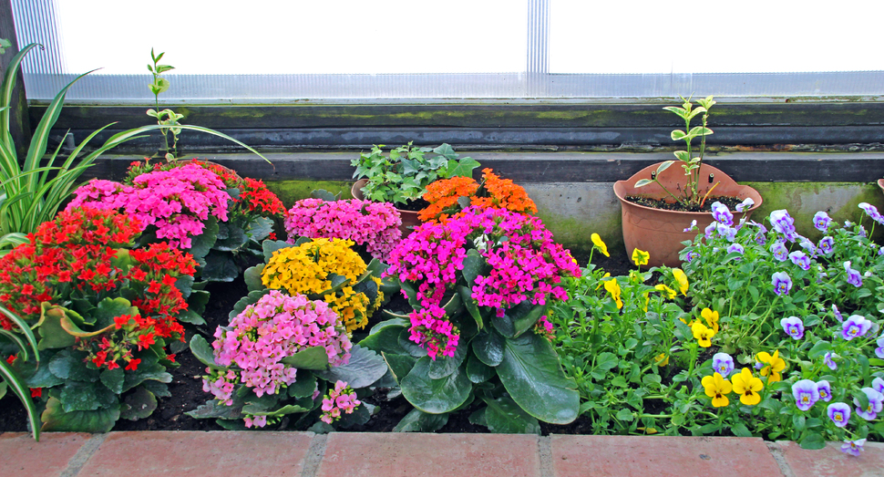 温室の花壇