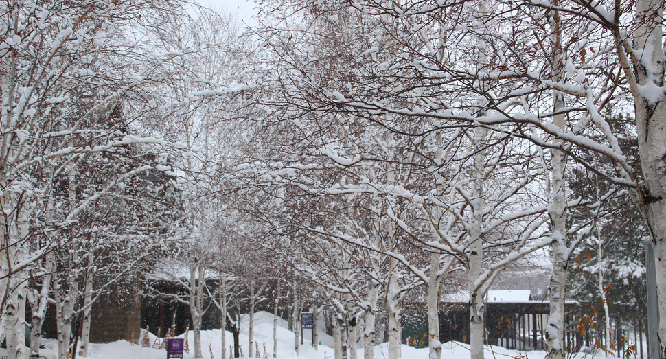 重い春の雪が白樺の木に積もります