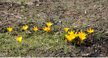 春らしい黄色い花々