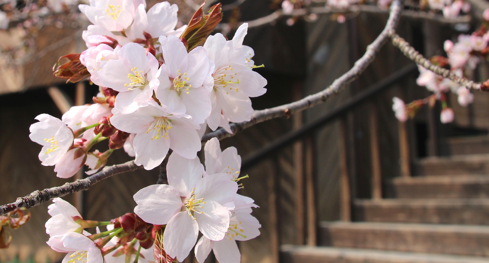 ファーム園内の桜もとうとう開花しました