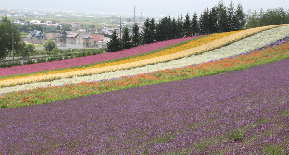 彩りの畑のラベンダーはまだ綺麗な紫色です