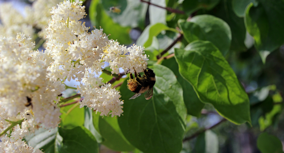 花粉をいっぱいにつけた蜂がハシドイに寄ってきました