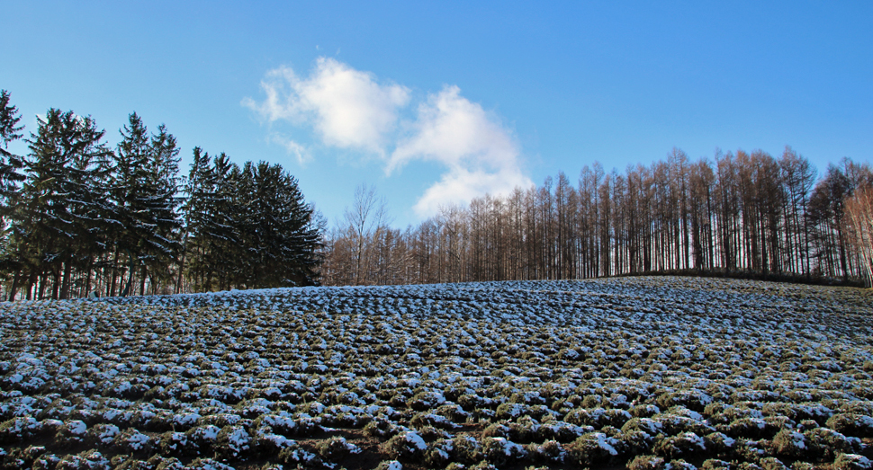 積もった雪がまばらに残るトラディショナルラベンダー畑