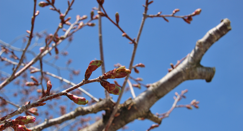 ポプリの舎にある桜のつぼみがふくらんできました