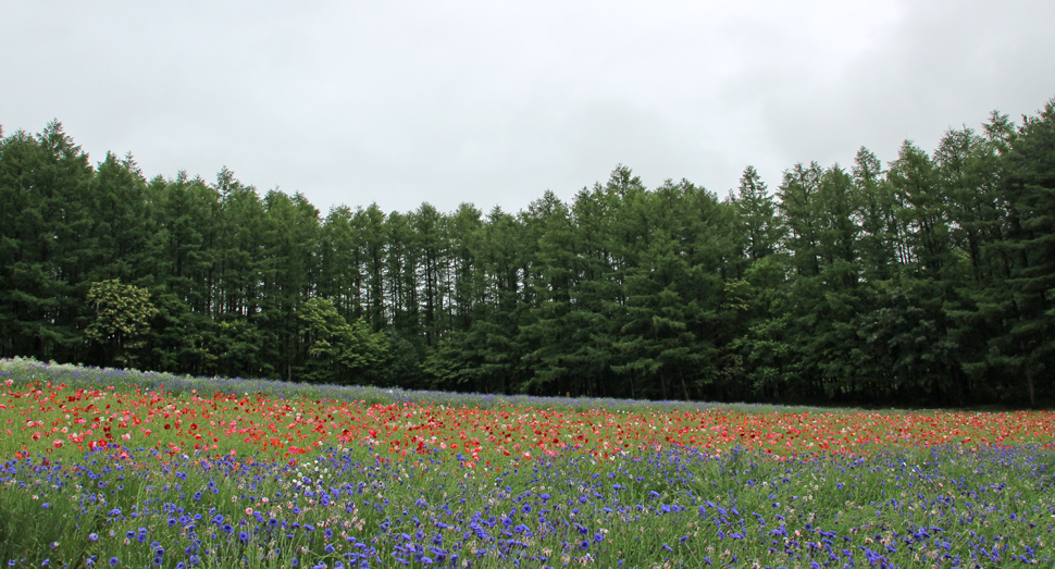 ヤグルマソウとポピーのコントラストが美しい森の彩りの畑