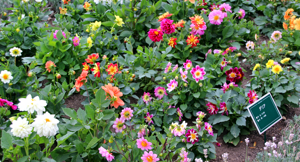 花人ガーデンの落ち着いたピンク色のラベンダーと沢山のカラーが可愛いダリア