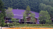 紫の丘
