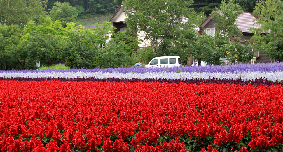 花人の畑に広がるのは、雨で輝く真っ赤なサルビア