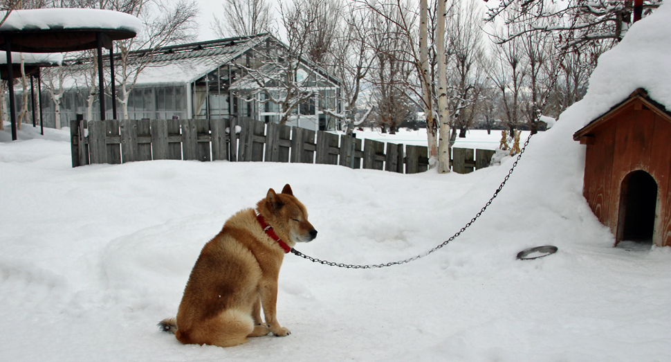 雪の中、おとなしく春を待つアイヌ犬