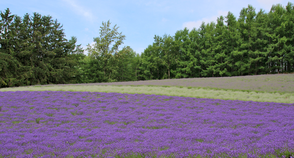 ラベンダーが作る紫色の濃淡が美しいトラディショナルラベンダー畑