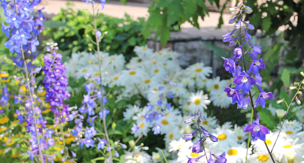 花人ガーデンでは色とりどりの花々がお楽しみいただけます