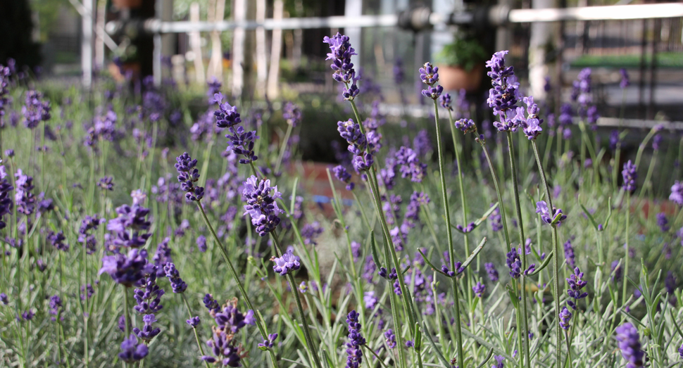 温室では紫色のラベンダーが次々開花中