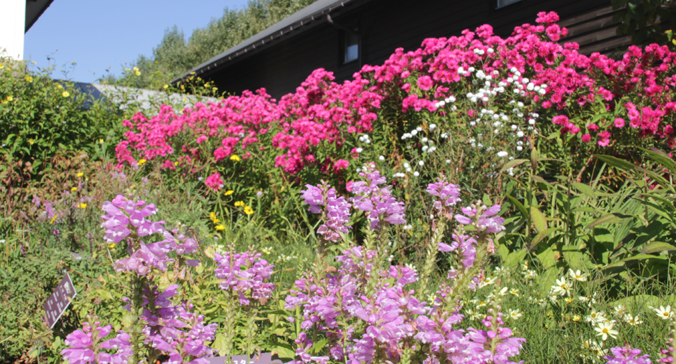 たくさんの種類の花々を一度に見ることができる花人ガーデン