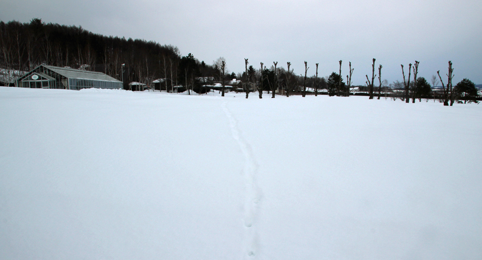 雪原に残る森の住人の足跡