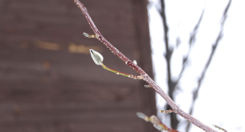 ふさふさとしたコブシの冬芽