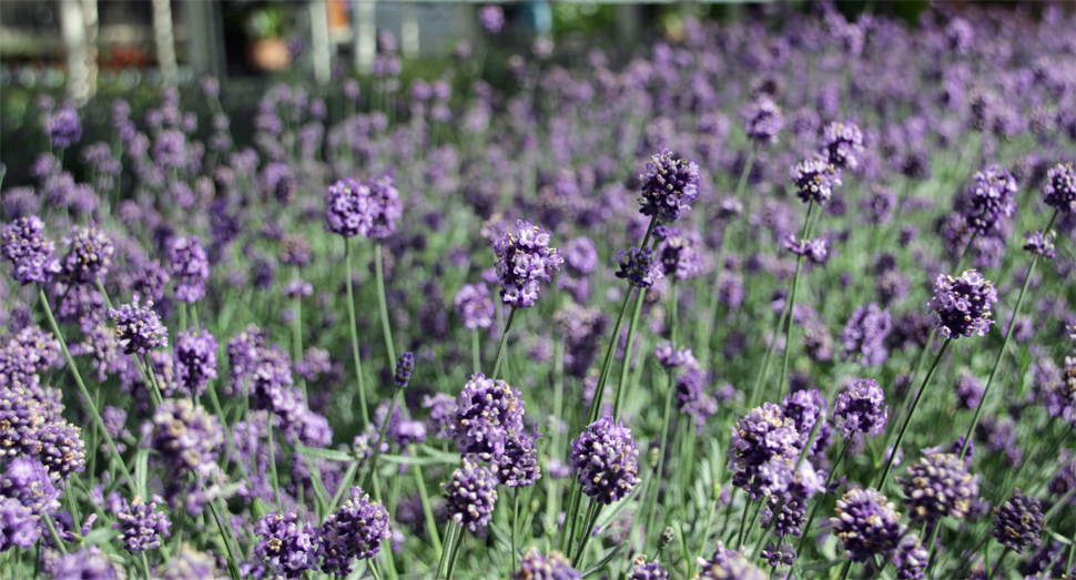 温室の中では花の咲いた濃紫早咲がご覧になれます