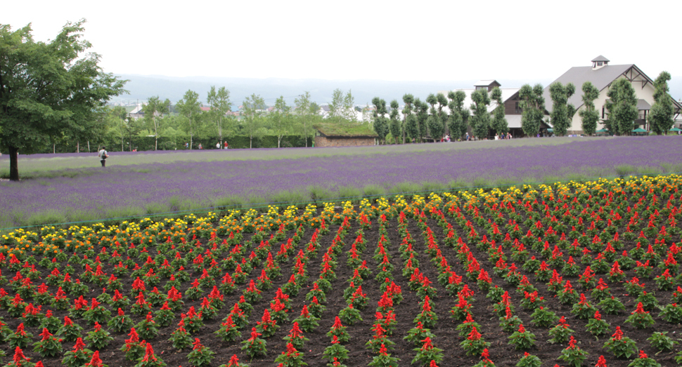 紫・黄・赤のコントラストが綺麗な倖の畑
