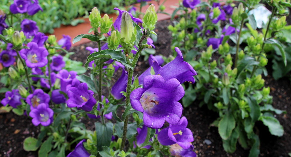 反対側の花人ガーデンでは、深い紫色のカンパニュラが咲いています