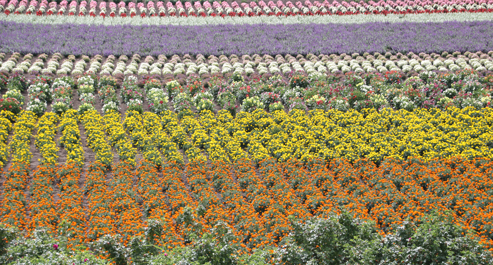 香水の舎展望デッキからはお花の絨毯のような景色が見られます