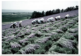 Lavender Field