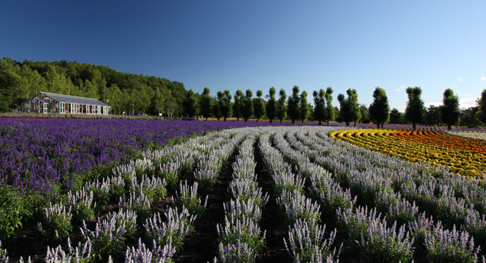 Hanabito Field