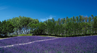 Lavender Forest Field