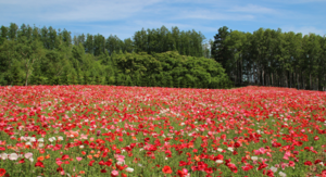 Hilltop Field