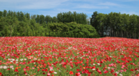 Hilltop Field