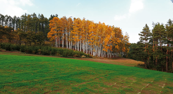 白樺の森 花畑の紹介 北海道のラベンダー畑 ファーム富田 オフィシャルサイト