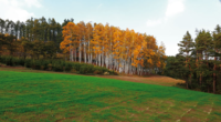 White Birch Forest