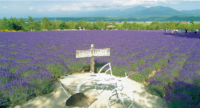 倖の畑 | 花畑の紹介 | 北海道のラベンダー畑「ファーム富田 