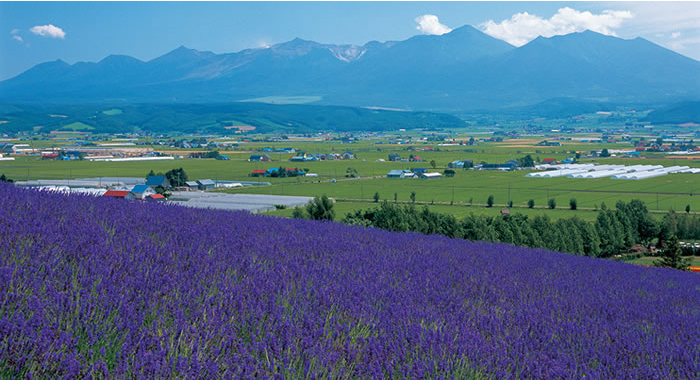 トラディショナルラベンダー畑 花畑の紹介 北海道のラベンダー畑 ファーム富田 オフィシャルサイト