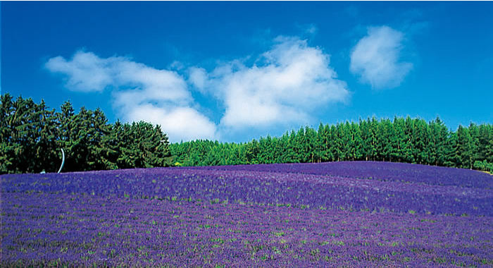 Traditional Lavender Field