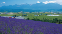 Traditional Lavender Field